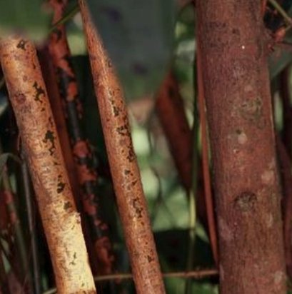 Heirloom Cinnamon - Global Hues Market