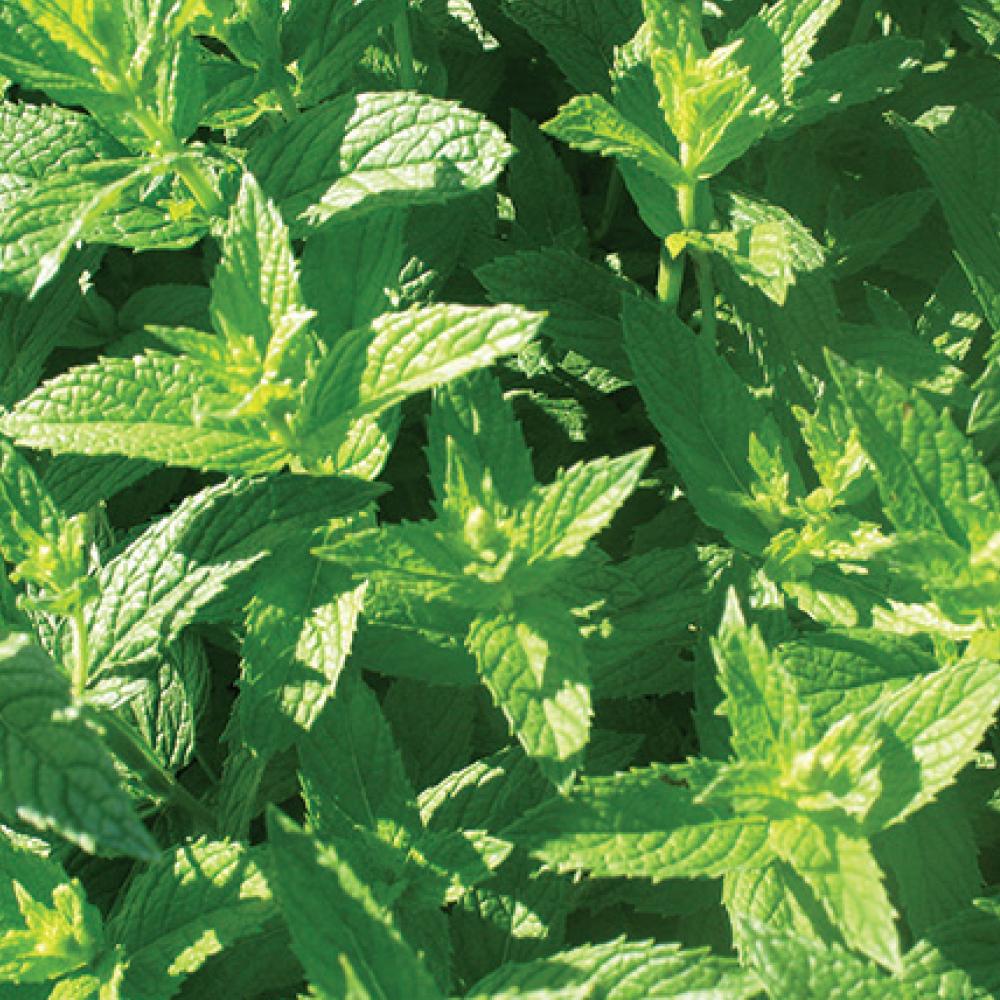 Organic Peppermint Tea {herbal tea} - Global Hues Market