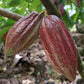 Spicy Hot Coca - Global Hues Market