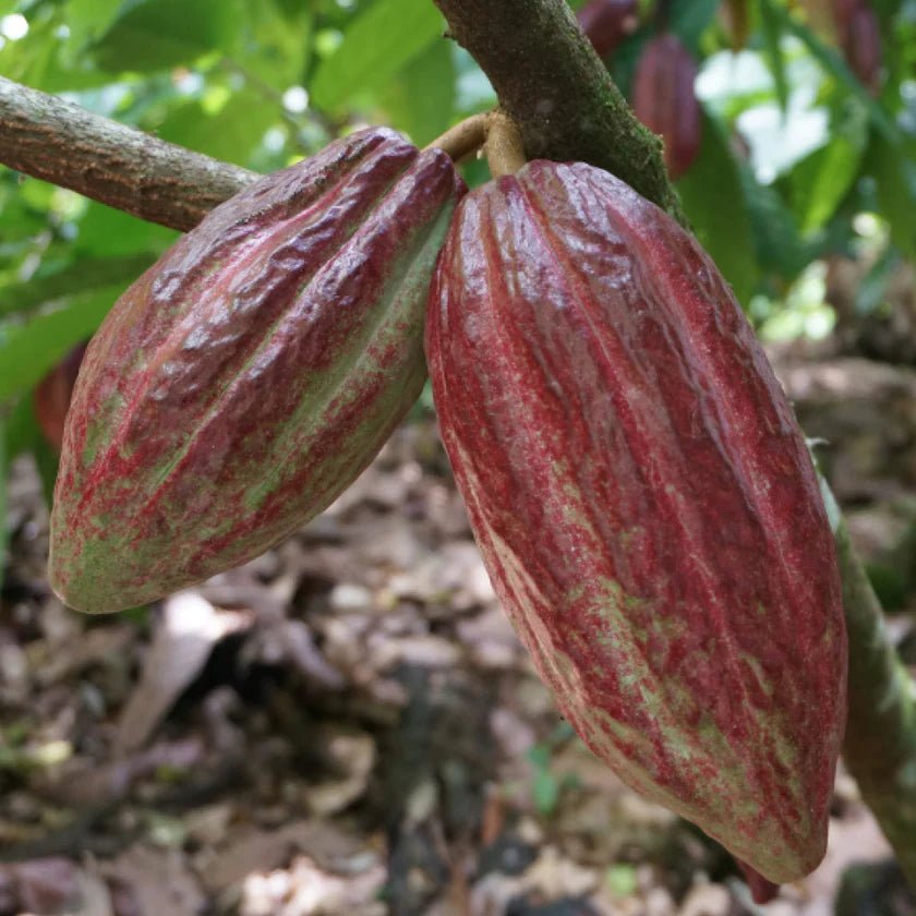 Spicy Hot Coca - Global Hues Market