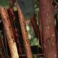 Heirloom Cinnamon - Global Hues Market