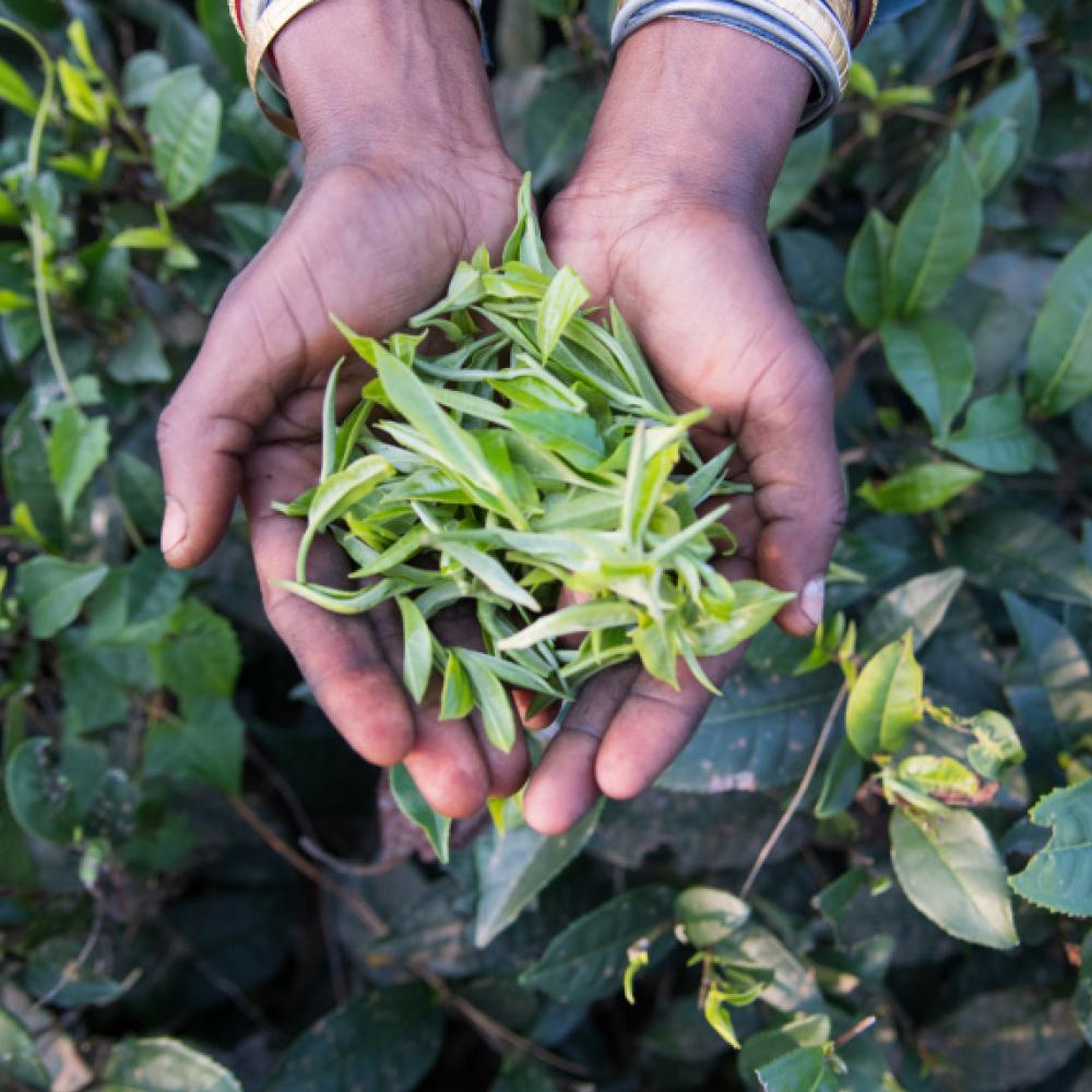 Organic Assam Black Tea {black tea} - Global Hues Market