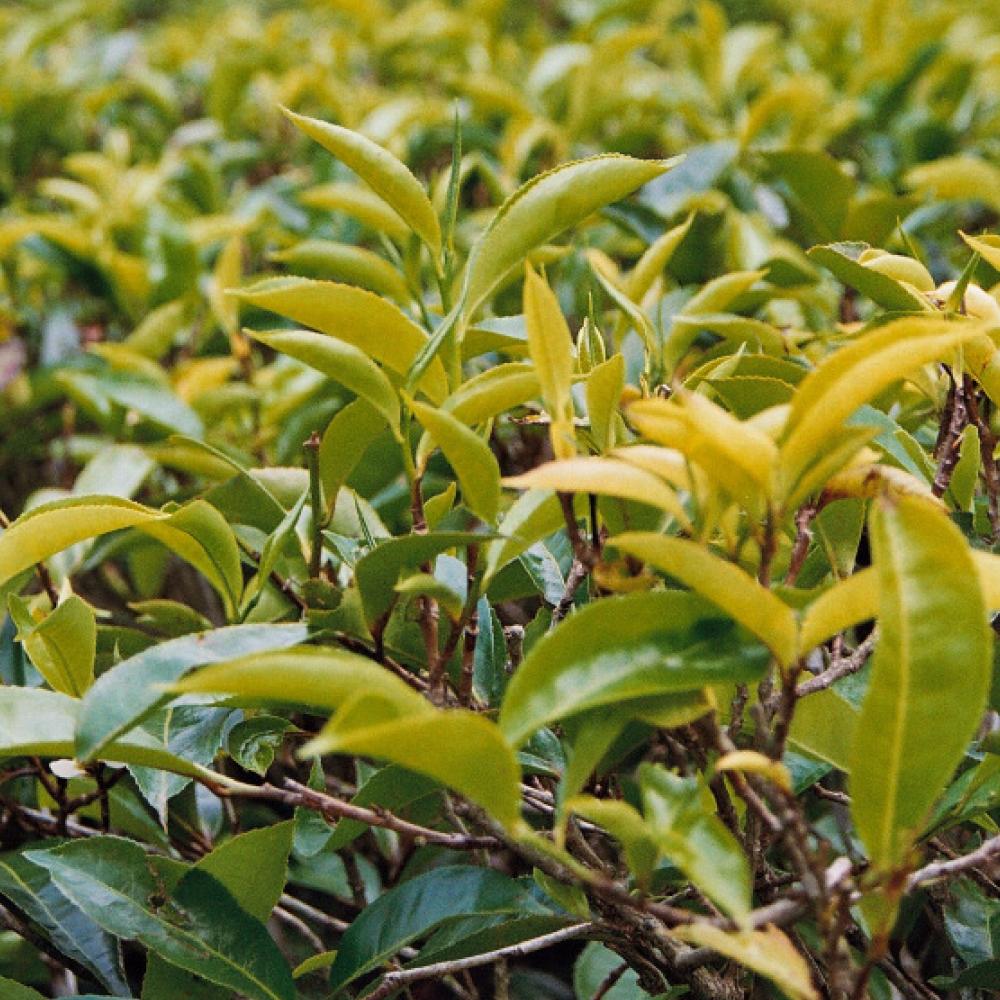 Organic Earl Grey {black tea} - Global Hues Market