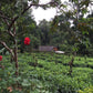 Organic Jasmine Green {green tea} - Global Hues Market