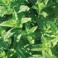 Organic Peppermint Tea {herbal tea} - Global Hues Market